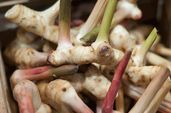 świeży galangal © Merre świeży galangal © Merre